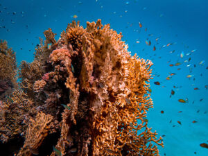 coral reef